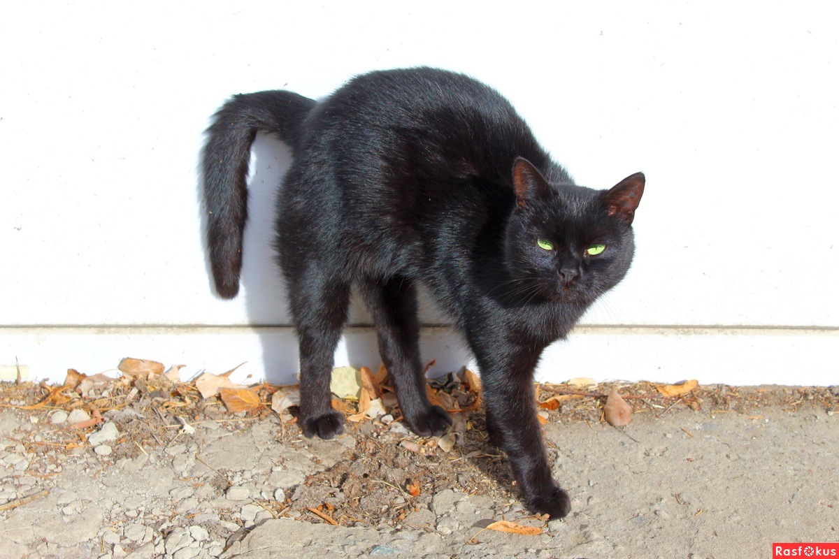 Чёрный кот от ушей до хвоста...