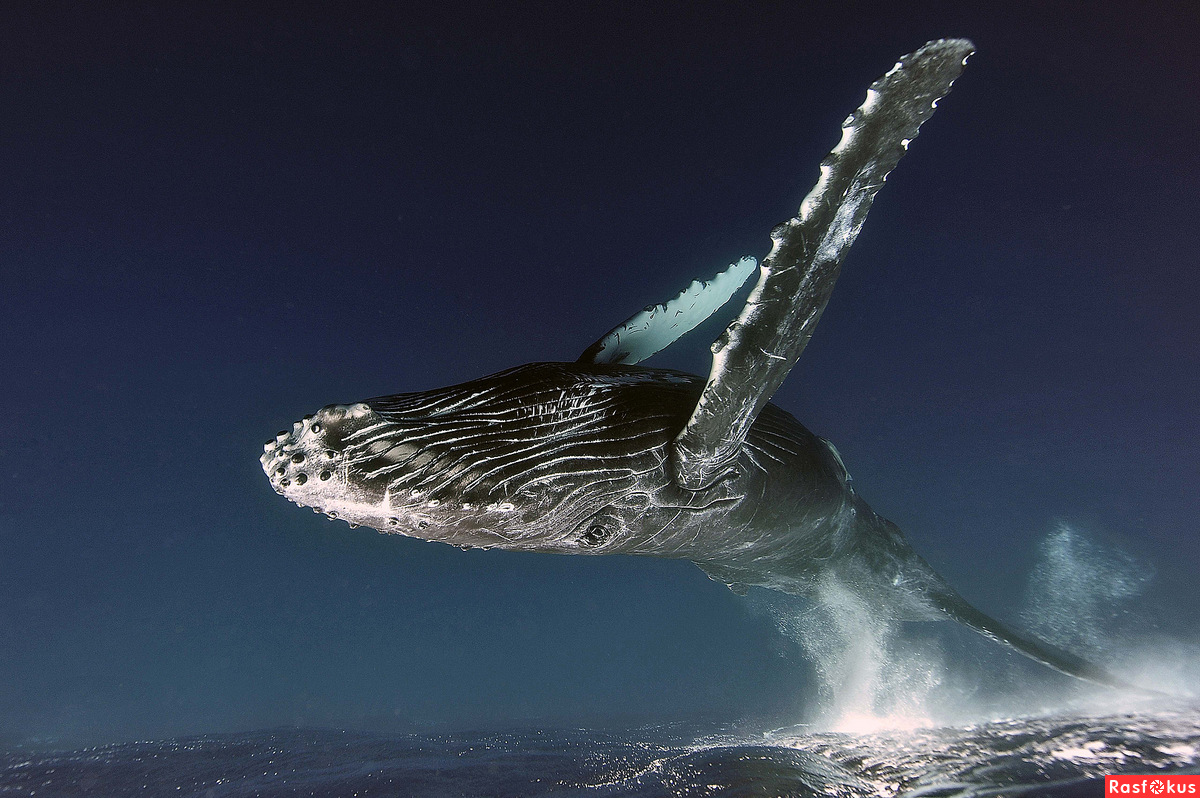 летающие киты королевства китов
