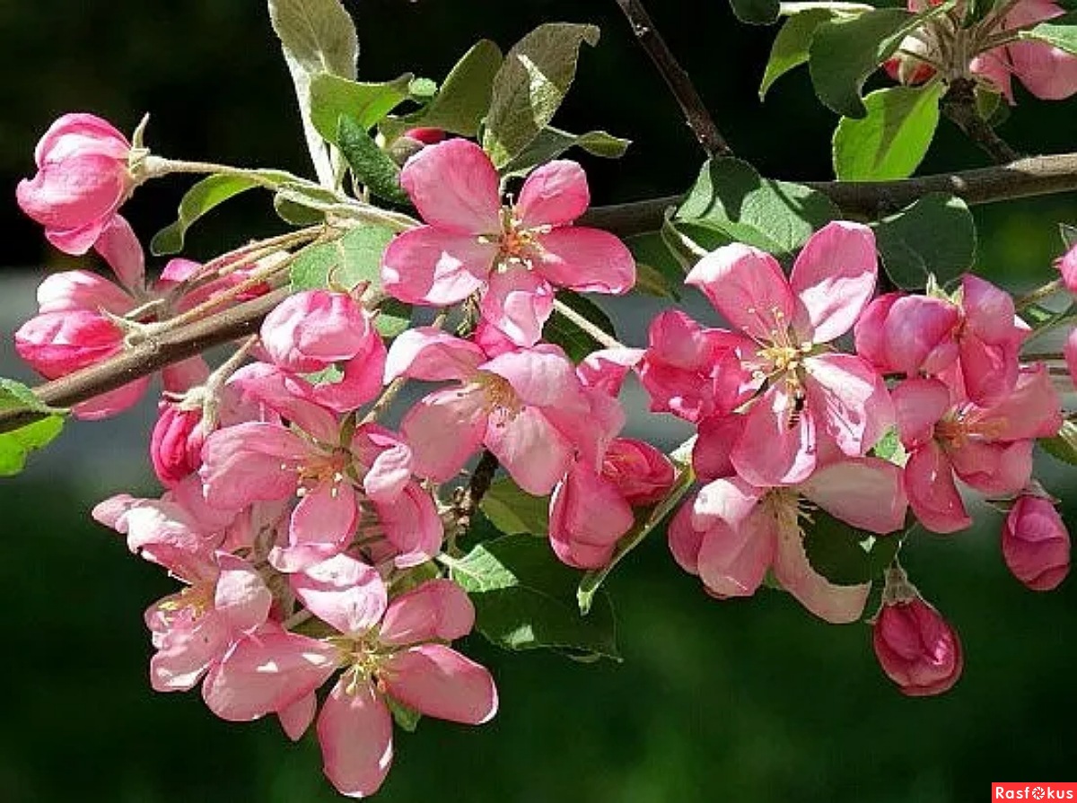 Яблони в цвету - весны творенье!