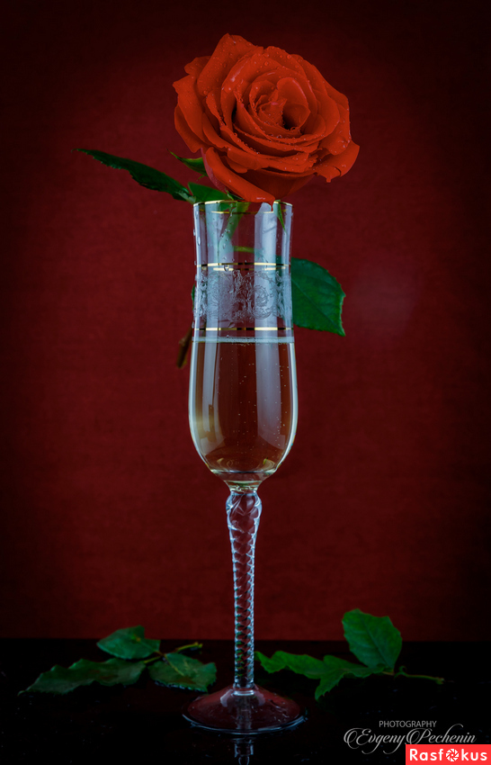 Шампанское и роза