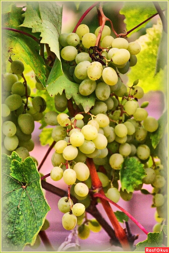 Монастырский виноград