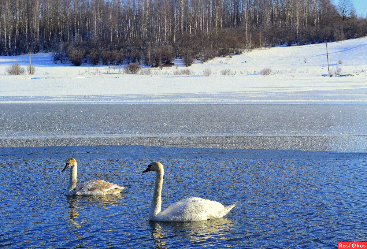 Лебеди Городищенского озера в Изборске