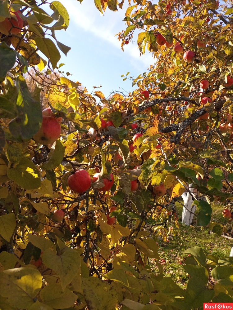 Осенние яблоки