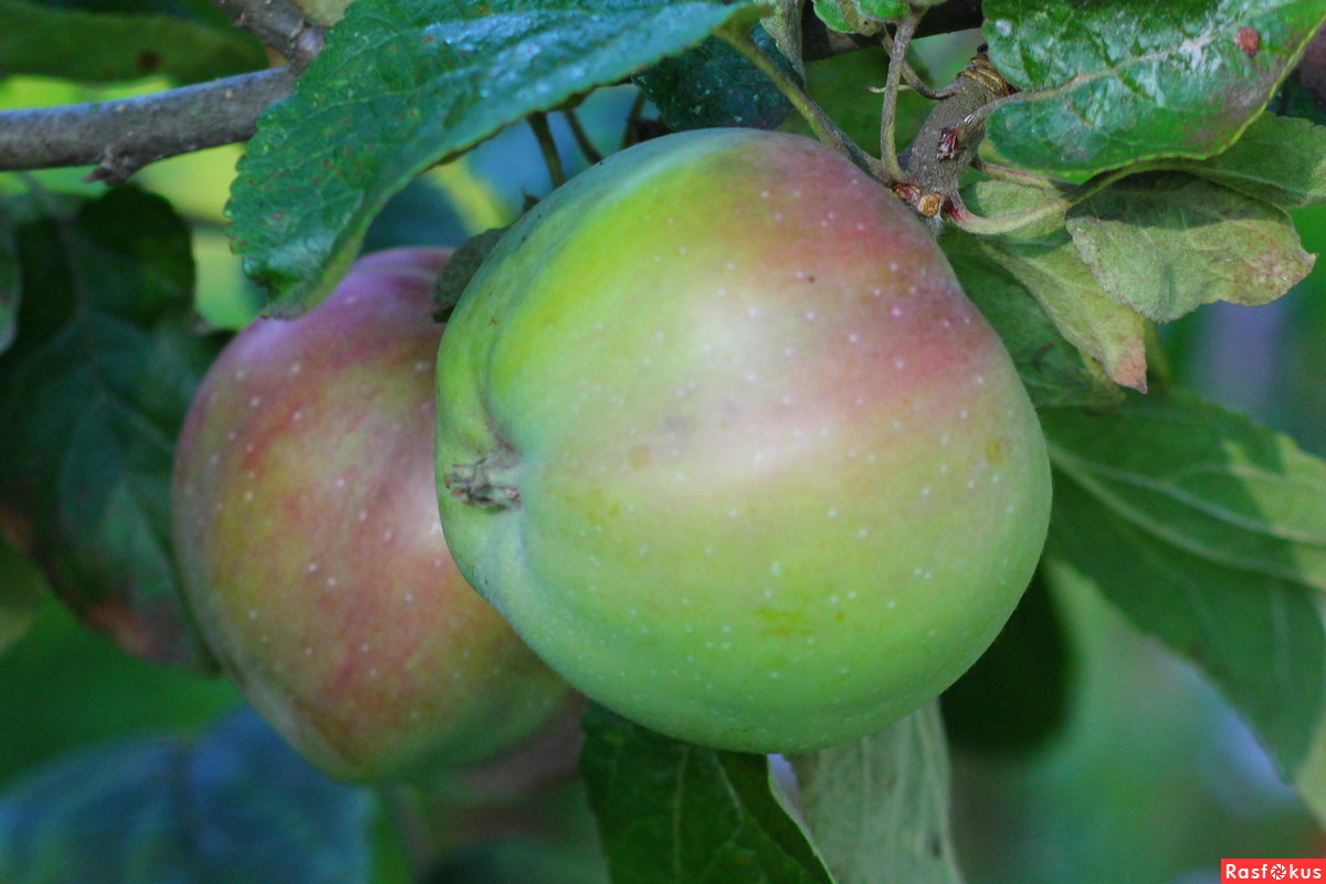 Яблоки нашего сада