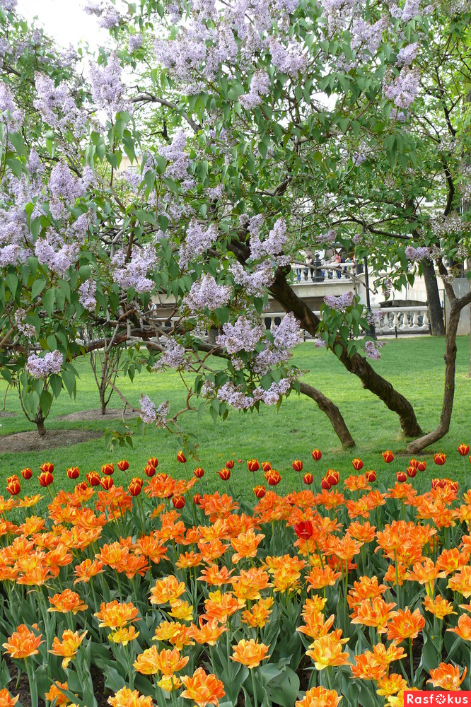 московский Александровский сад в майском цветении