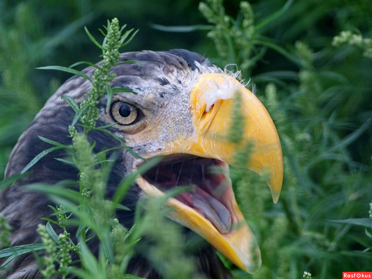 Орлан, гуляющий в зарослях травы