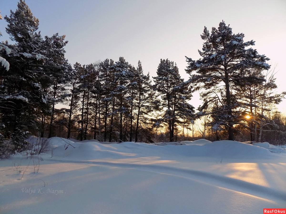 Зимний  лес на закате...