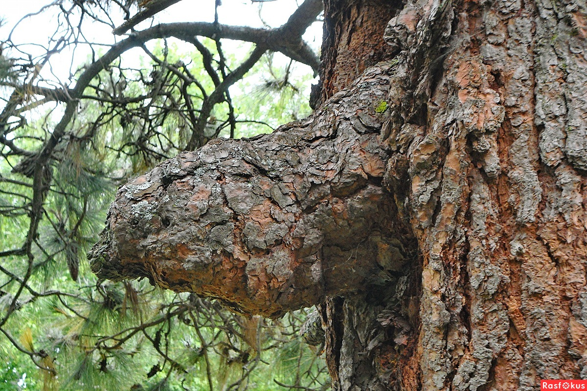 Мужское Дерево Фото