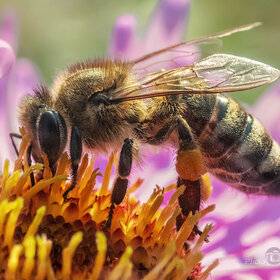 Пчела и осенний нектар