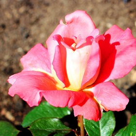 О  чудесная,  дивная  роза,  богом  избранный  в  мире  цветок...