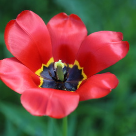 Красный тюльпан.