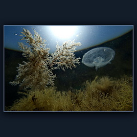 Подводные ландшафты... (5)