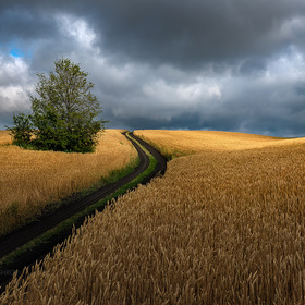 Картина пшеничного поля