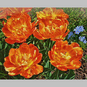 Пионовидные тюльпаны  - роскошь  мая...