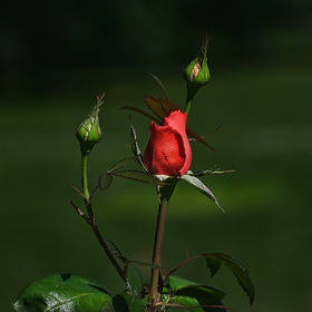 Роза красная. (2)