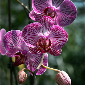 Любование цветами - орхидея