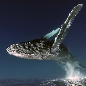 летающие киты королевства китов