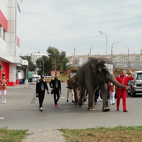 По улицам слонов водили.