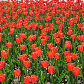 Красные Тюльпаны