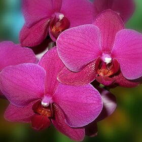 Моя орхидея..