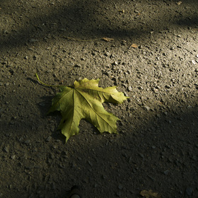 Кленовый лист