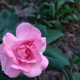"Я говорю при первом свете дня:  - Как ты прекрасна, розовая роза! " Б.Ахмадулина