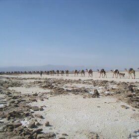 Караван в пустыне Данакиль на севере Эфиопии.