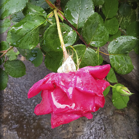 Роза в дождь...