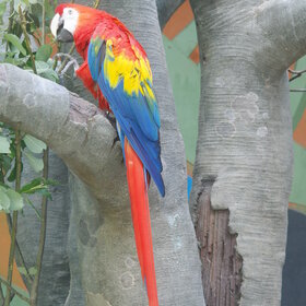 Трёхцветный ара