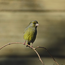 Пташка-зеленушка