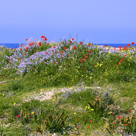 Кипрская весна