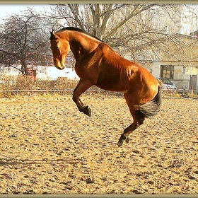 танцующий лошадь