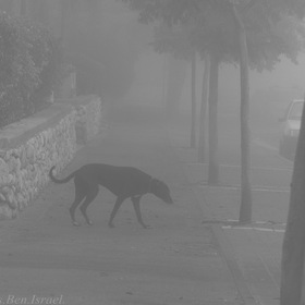 Утро туманное - "На прогулке"