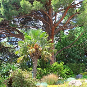 В Никитском ботаническом саду