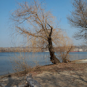 Старая ива на берегу Днепра