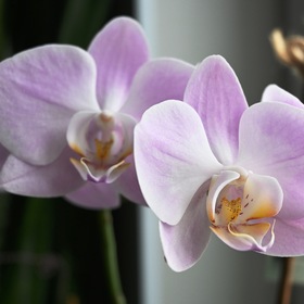 Орхидея расцвела на Новый год!