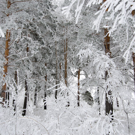Узоры зимнего леса