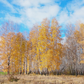 Photo Nature  "Березовая осень..."
