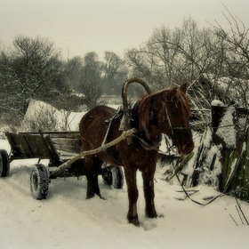 Лошадка и Зима