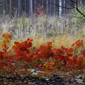 Осени пылающие краски