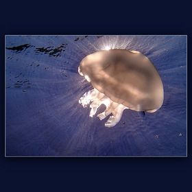 Солнечно-медузное