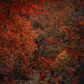 Осенняя тропа