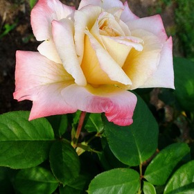 Роза Ботанического сада