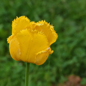 Солнечный тюльпан