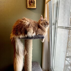 Православный кот