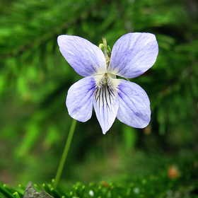 Лесной цветок