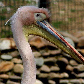 Портрет розового пеликана.