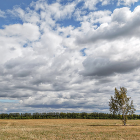 Небо в облаках и березка в поле