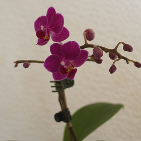 Маленькая орхидейка.