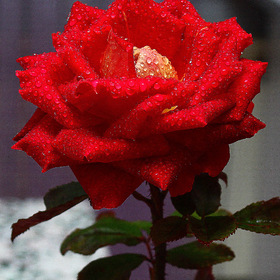 Зимняя роза